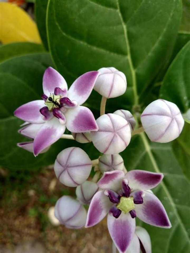 Aakda Leaves - How To Discuss