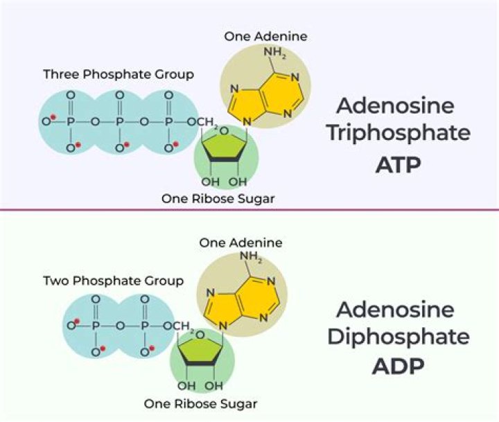 Adp Products - How To Discuss