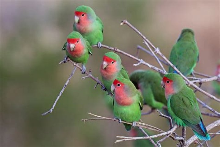Agapornis PreÃ§o - How To Discuss