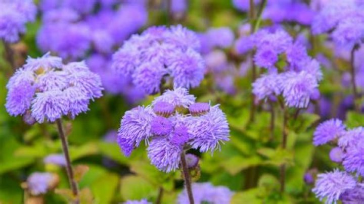 Ageratum - How To Discuss