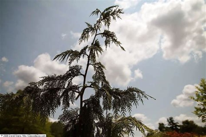 Alaskan cedar - How To Discuss