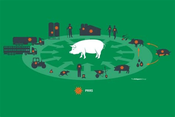 AntialÃ©rgico Engorda - How To Discuss