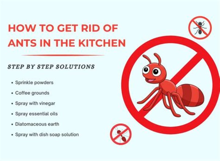 Ants in kitchen - How To Discuss