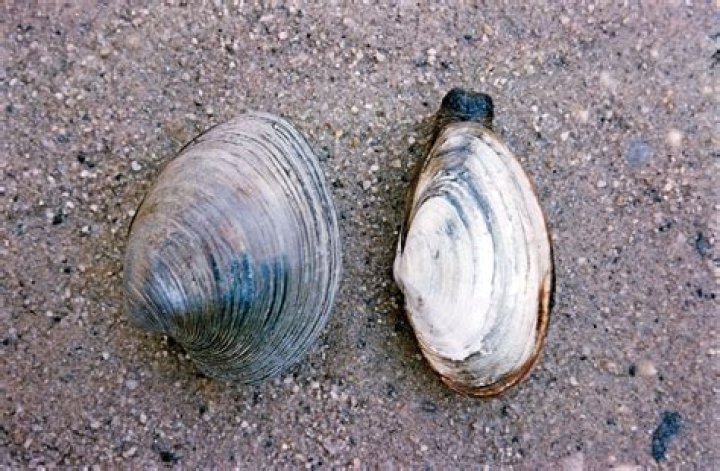 Are Clams Mollusks - How To Discuss