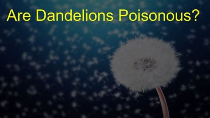 Are dandelions poisonous - How To Discuss