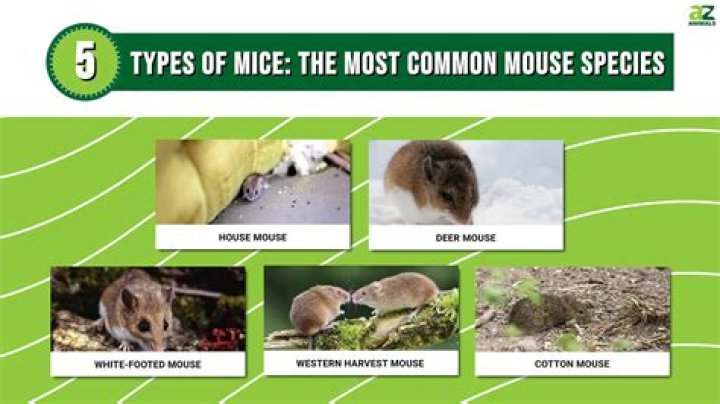 Are Mice Carnivores - How To Discuss