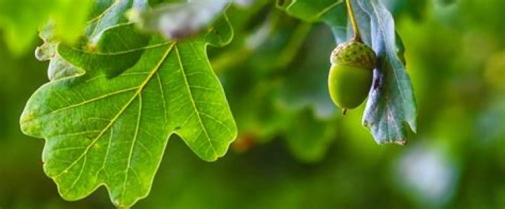 Are Oak Leaves Poisonous To Dogs