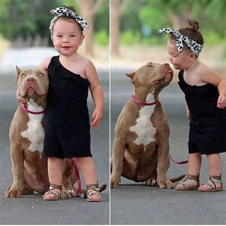Are Pitbulls Good With Kids