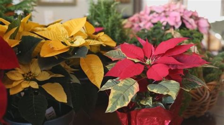 Are Poinsettias Bad Luck - How To Discuss