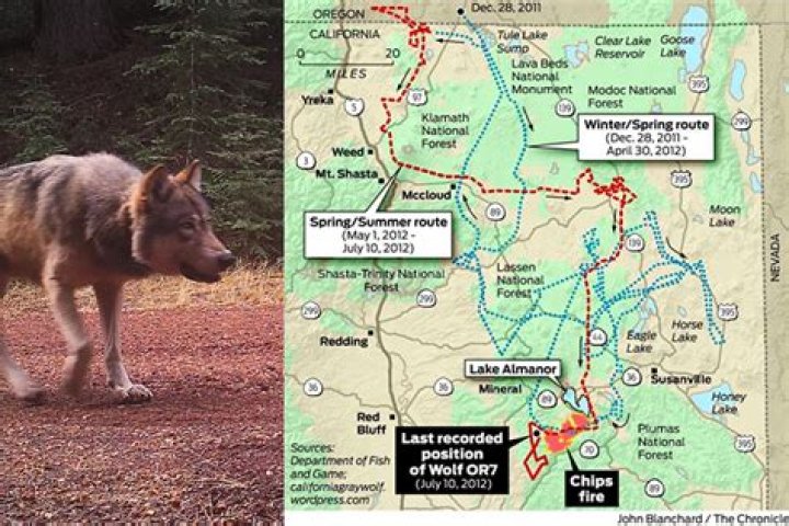 Are there wolves in california