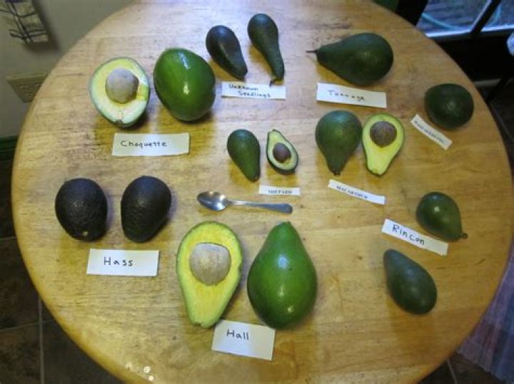 Avocado season - How To Discuss