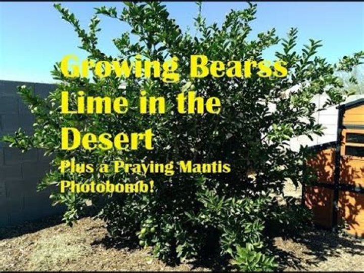 Bearss lime tree - How To Discuss
