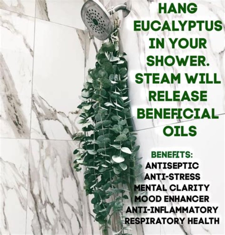 Benefits of eucalyptus in shower