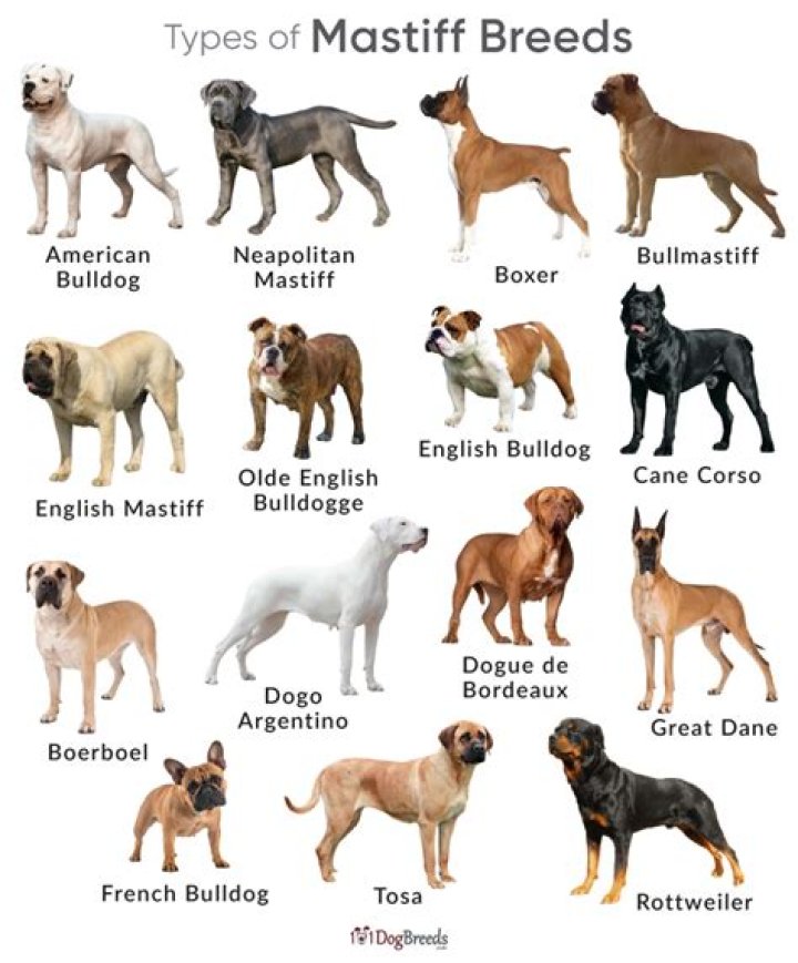 Best Dog Breed - How To Discuss