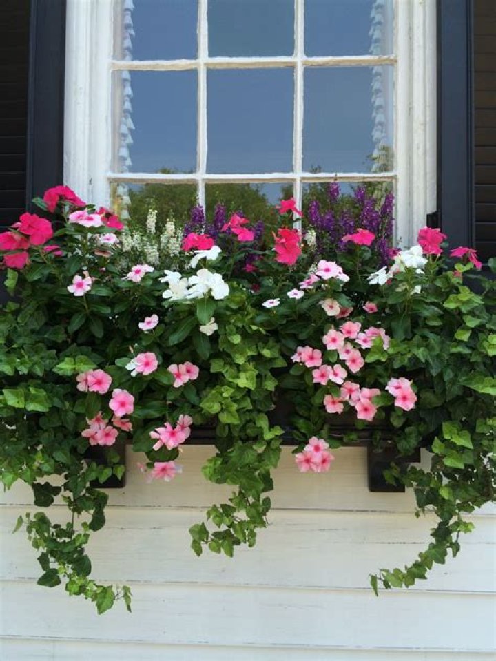 Best flowers for window boxes