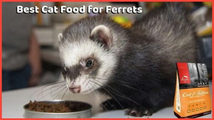 Best Kitten Food For Ferrets
