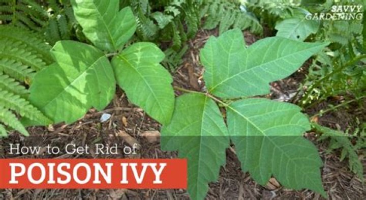 Bleach on poison ivy - How To Discuss