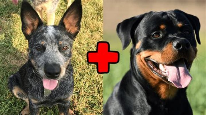 Blue Heeler Rottweiler Mix - How To Discuss