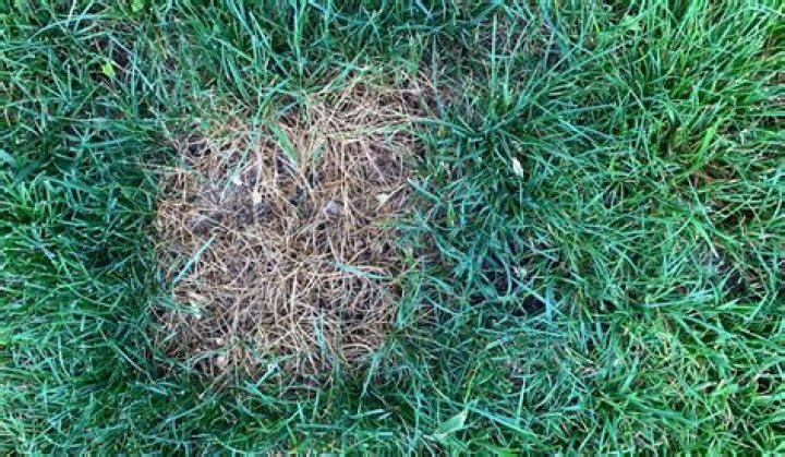 Brown patches on lawn - How To Discuss