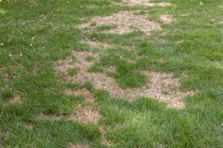 Brown spots on lawn - How To Discuss