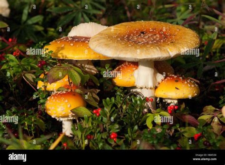 Buy Amanita Muscaria Canada - How To Discuss