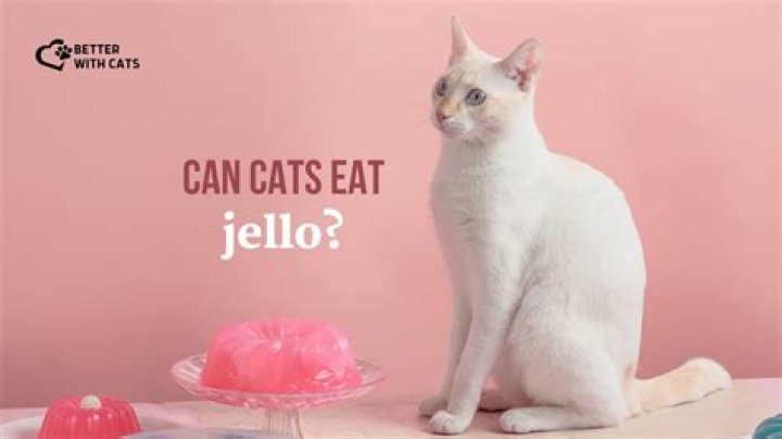 Can Cats Eat Jello - How To Discuss