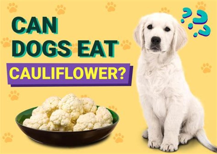 Can Dogs Eat Cauliflower? - How To Discuss