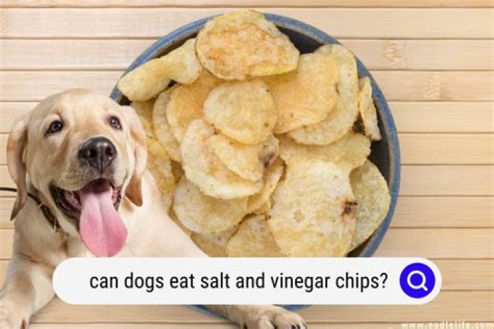 Can dogs eat chips - How To Discuss