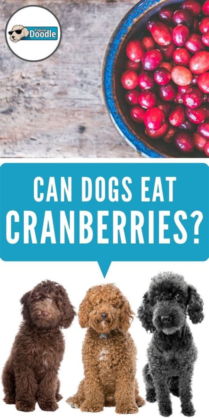 Can dogs eat Cranberries? - How To Discuss