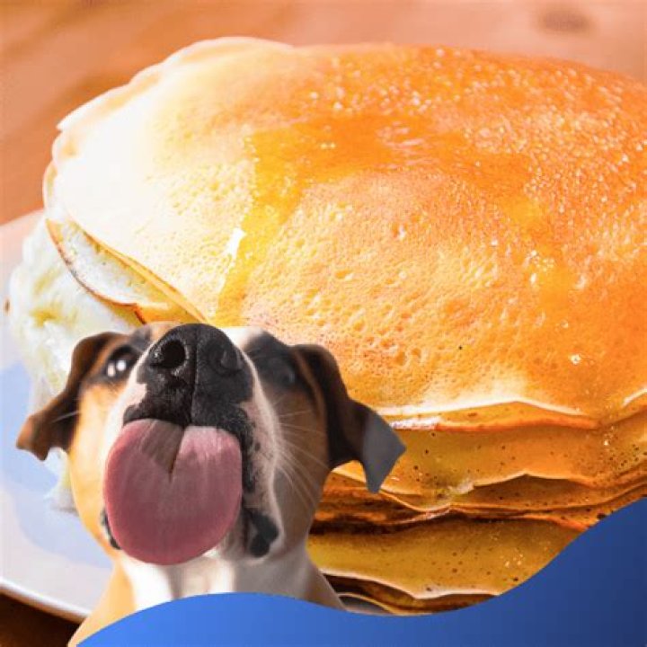 Can Dogs Eat Pancakes - How To Discuss