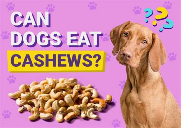 Can Dogs have Cashews? - How To Discuss