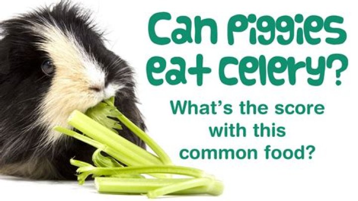Can Guinea Pigs Eat Celery