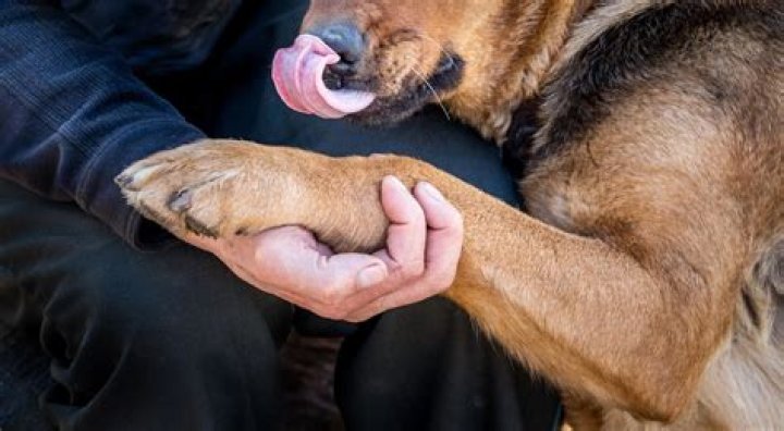 Can I Put Lotion On My Dogs Paws