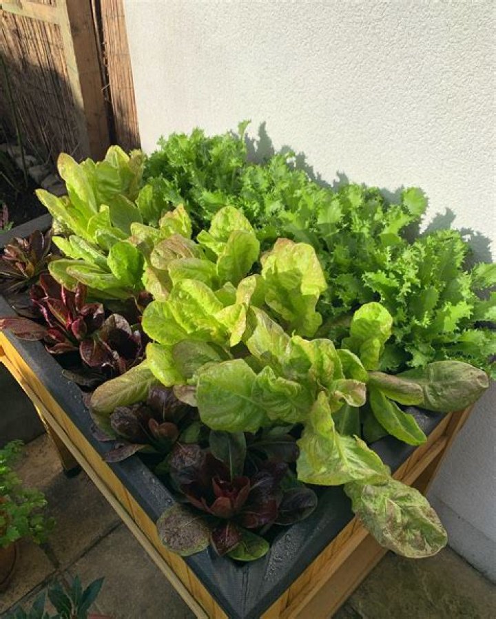 Can Rats Eat Lettuce - How To Discuss