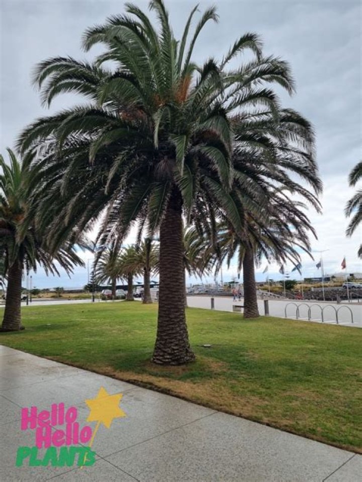 Canary island date palm - How To Discuss