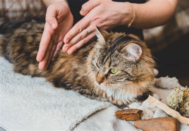 Cat massage - How To Discuss