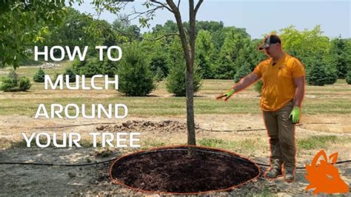Cedar mulch - How To Discuss