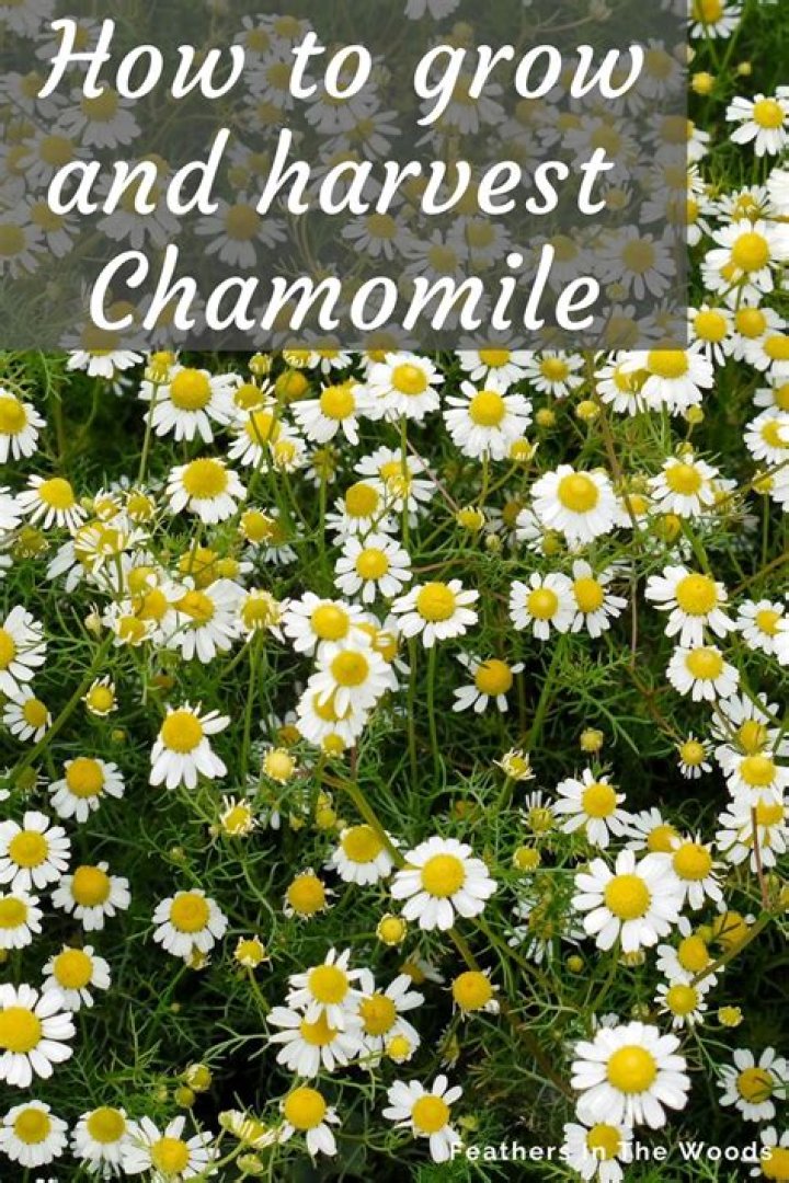 Chamomile Emagrecedor - How To Discuss