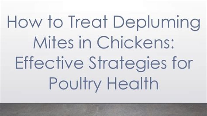 Chicken mite treatment - How To Discuss