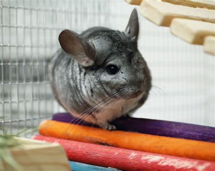 Chinchilla Petsmart - How To Discuss