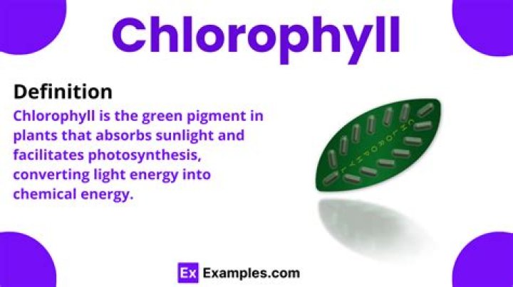 Chlorophyll function - How To Discuss