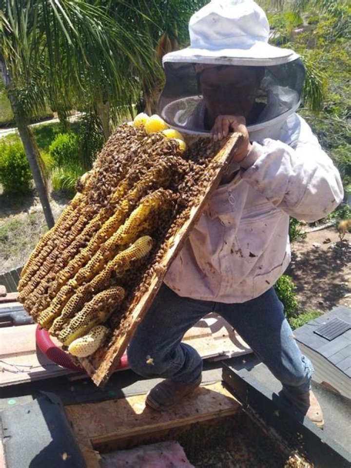 City Of Long Beach Bee Removal