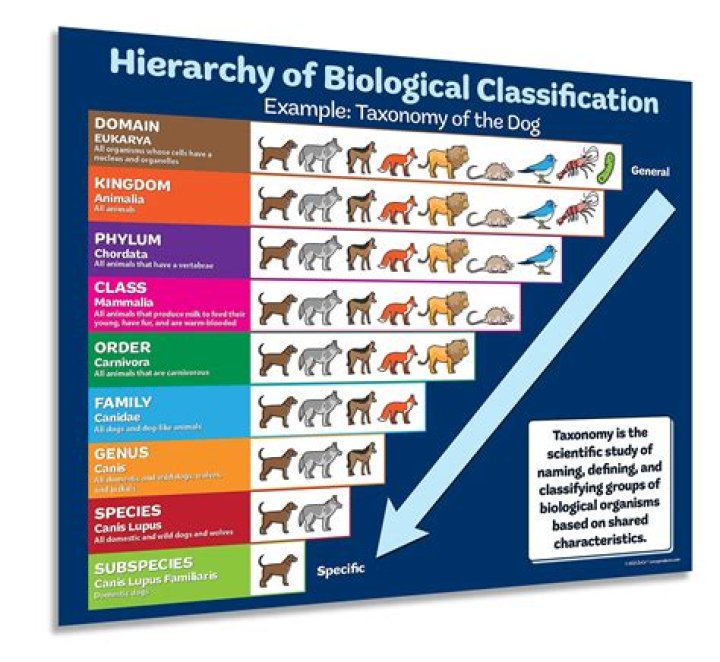 Classification - How To Discuss