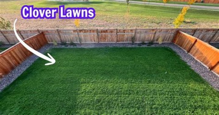 Clover Lawn Colorado - How To Discuss