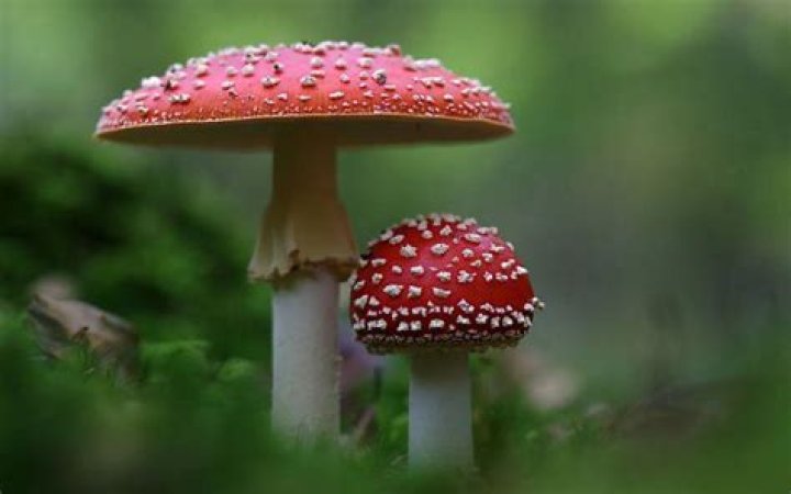 Como Respiran Los Hongos - How To Discuss