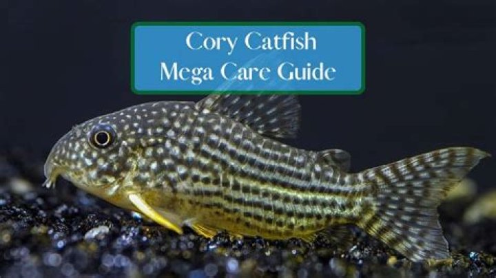 Cory Catfish Petco - How To Discuss