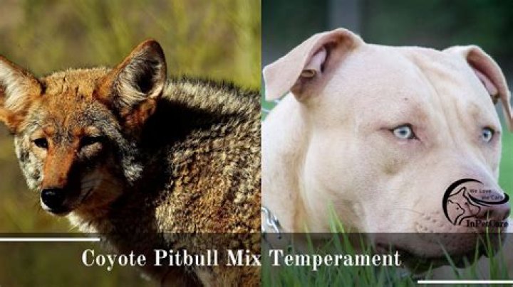 Coyote Pitbull Mix - How To Discuss