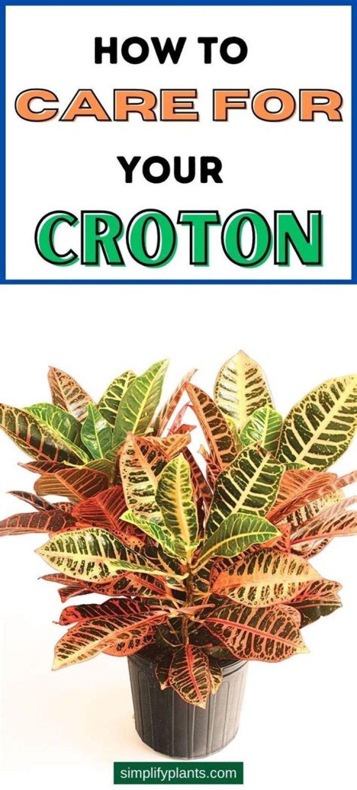 Croton care - How To Discuss