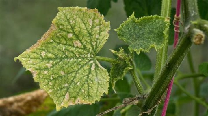 Cucumber diseases - How To Discuss