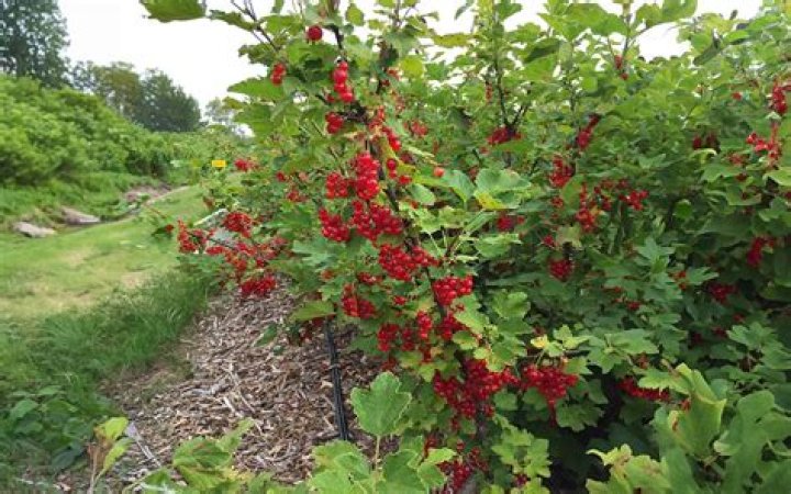 Currant berry - How To Discuss